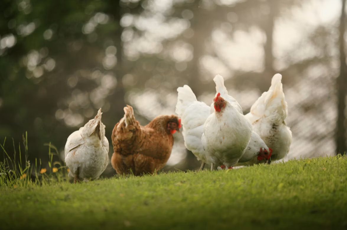 Gallinas sobre el pasto