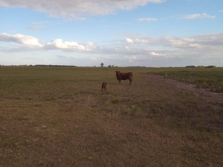 Vaca y ternero en una pastura abierta