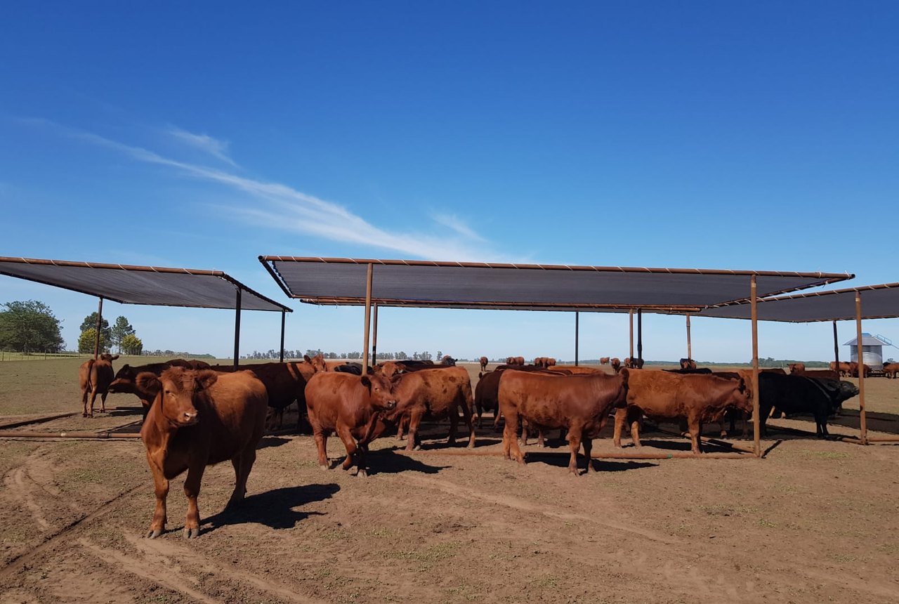 Novillos en encierre a corral