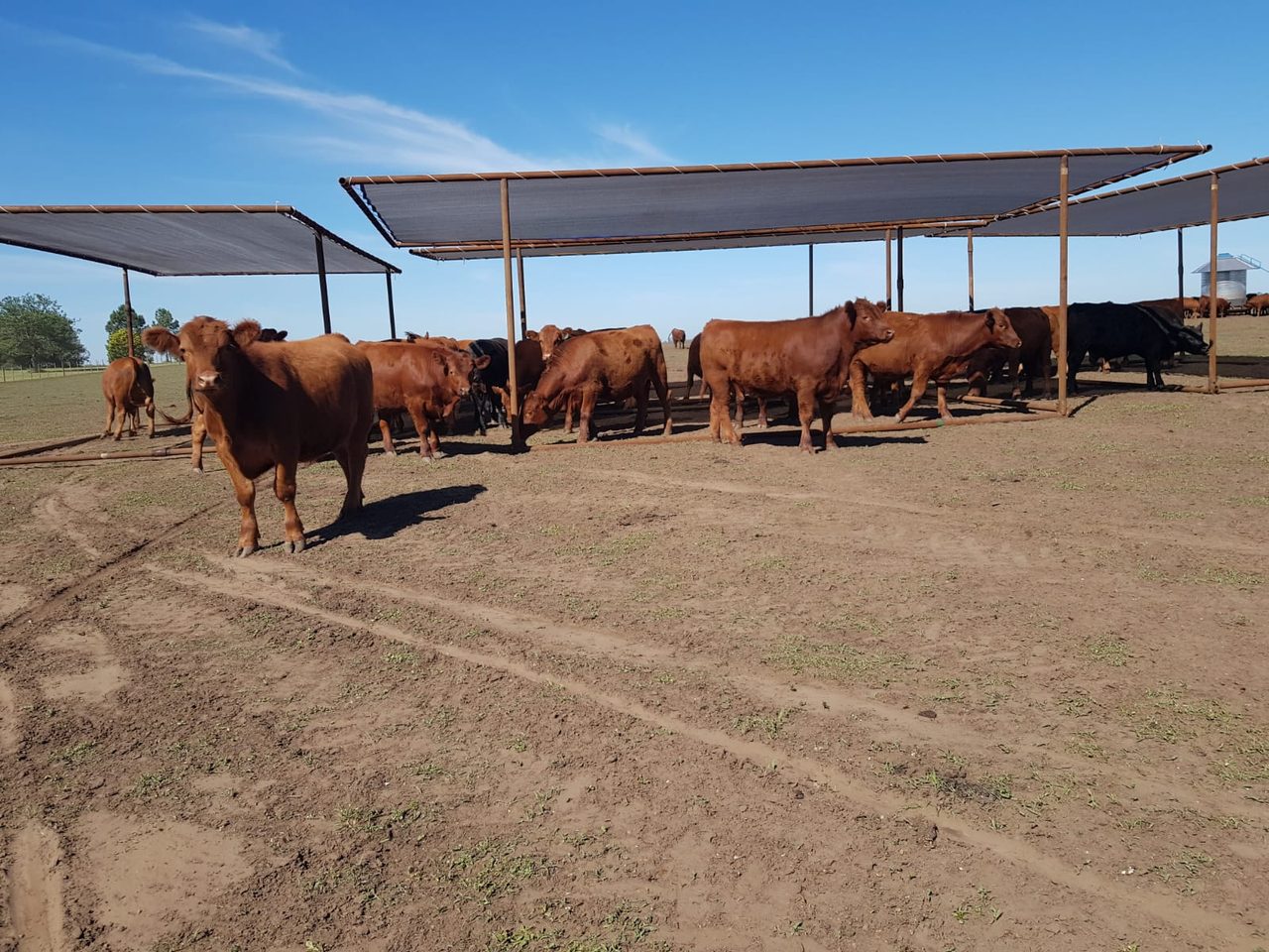 Novillos bajo media sombra en un corral