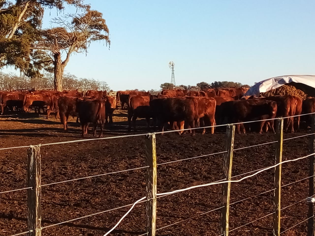 Rodeo de vacas coloradas al atardecer, con molino de viento