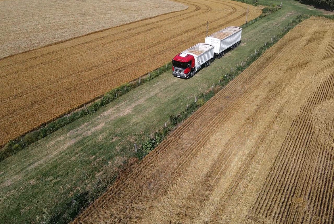 Camiones tolva en la cosecha de trigo