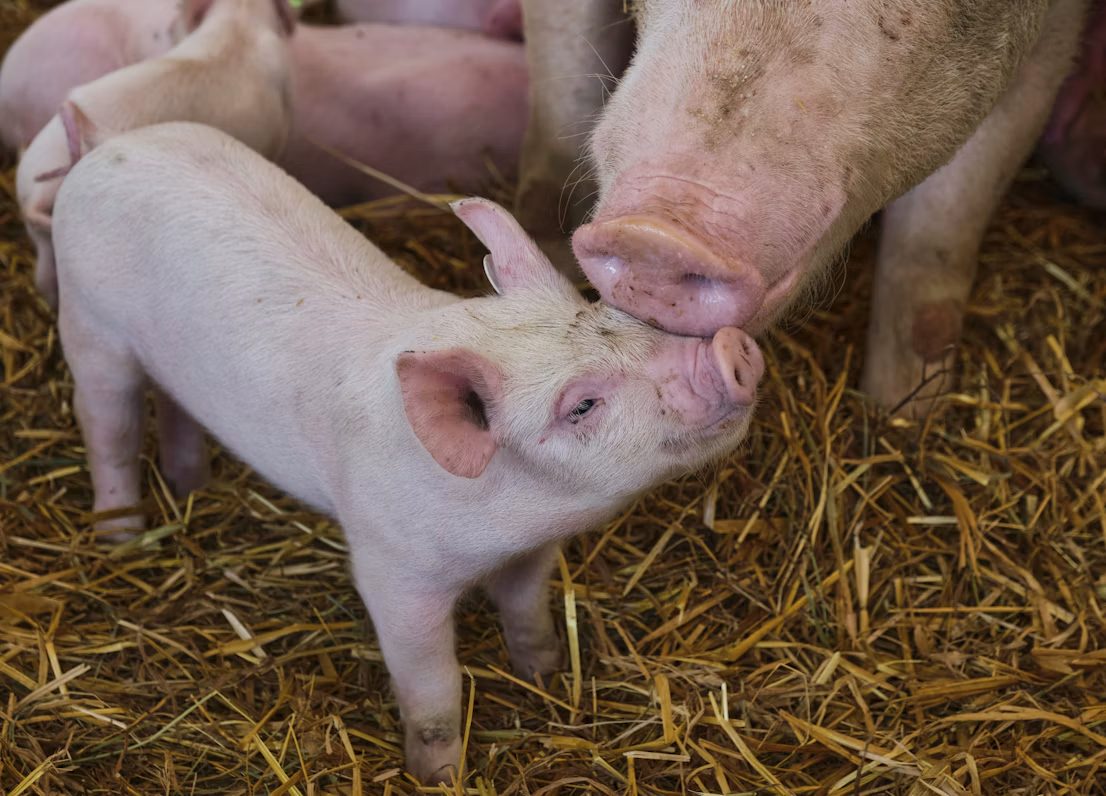 Lechón junto a su madre sobre paja