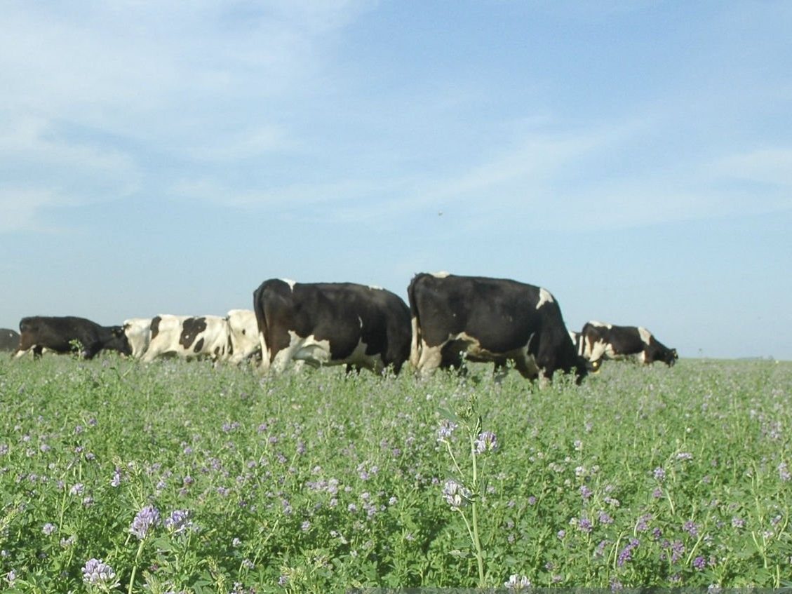 Vacas Holando pastando en una alfalfa en flor